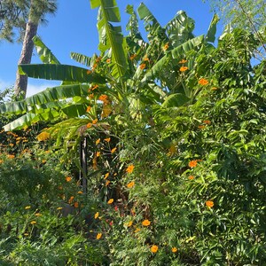 25 Orange Cosmos Flower Seeds: Heirloom Bright Lights Annual Flower. Naturally Grown in FL image 10