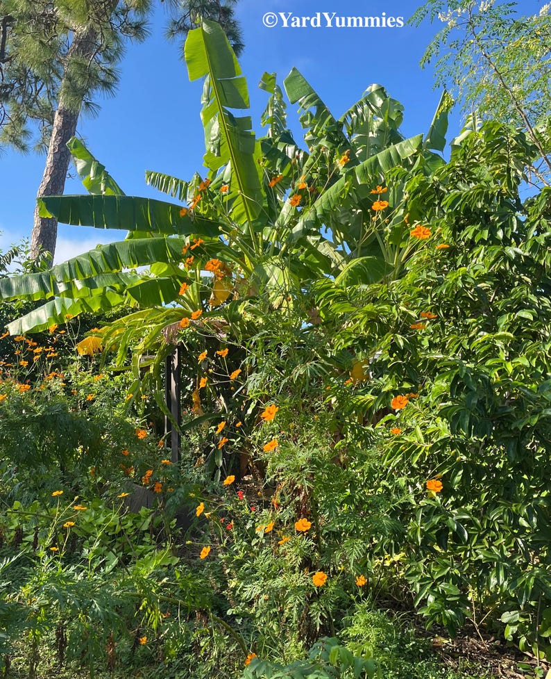 25 Orange Cosmos Flower Seeds: Heirloom Bright Lights Annual Flower. Naturally Grown in FL image 10