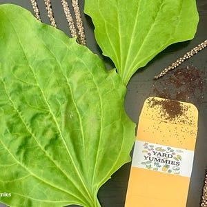 Broadleaf Plantain 200 SEEDS - Plantago Major – Common Plantain- Perennial Leaf Vegetable