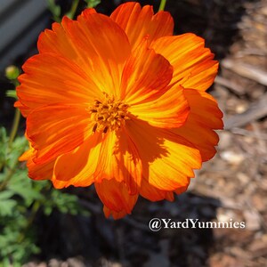 Bright lights orange cosmos flower in full bloom growing in a garden setting. It is a bright orange color that is a lighter shade in the center and darker at the edge of its petals.