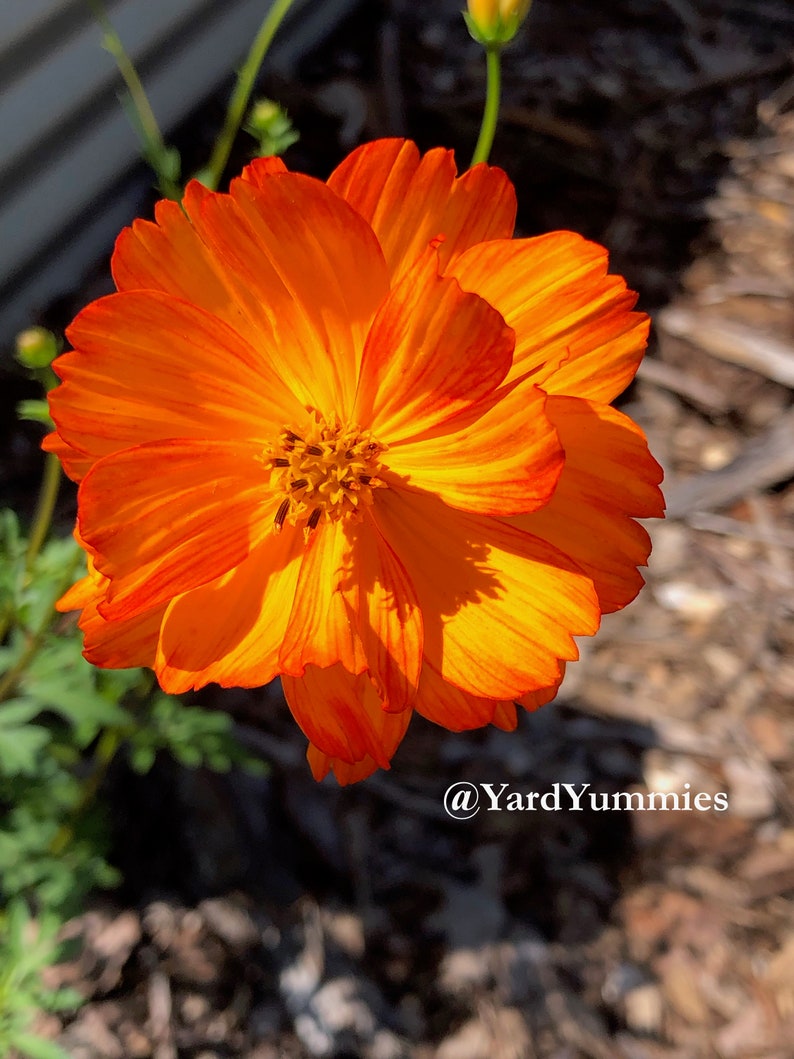 Bright lights orange cosmos flower in full bloom growing in a garden setting. It is a bright orange color that is a lighter shade in the center and darker at the edge of its petals.