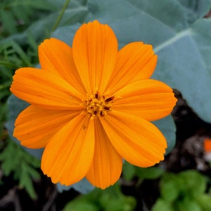 Close up of a bright lights orange cosmos flower in full bloom growing in a garden setting. It is a bright orange color that is a lighter shade in the center and darker at the edge of its petals.