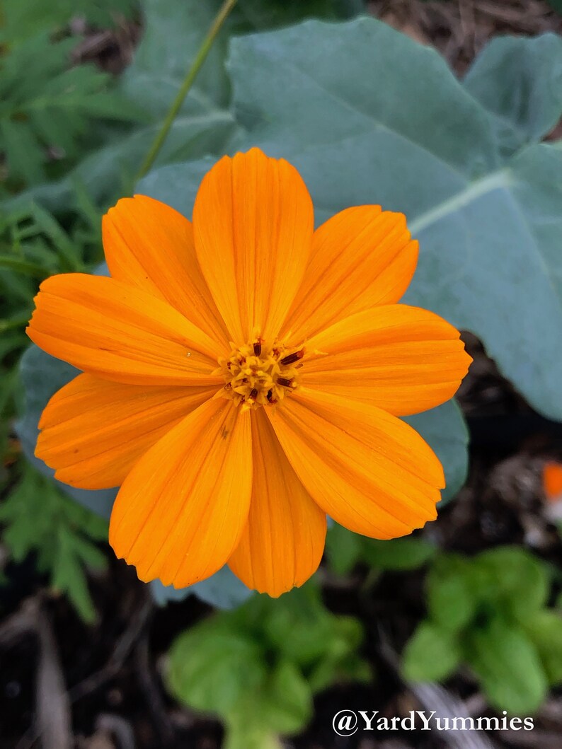 Close up of a bright lights orange cosmos flower in full bloom growing in a garden setting. It is a bright orange color that is a lighter shade in the center and darker at the edge of its petals.