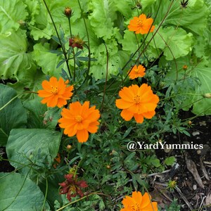 Orange cosmos flowers growing in a vegetable patch. There are five bright lights orange cosmos flower in full bloom and a few flower buds that haven't opened yet. Growing in a garden setting. The flower blooms are a bright orange color that is a lighter shade in the center.