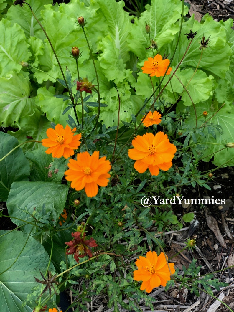 Orange cosmos flowers growing in a vegetable patch. There are five bright lights orange cosmos flower in full bloom and a few flower buds that haven't opened yet. Growing in a garden setting. The flower blooms are a bright orange color that is a lighter shade in the center.