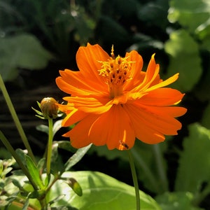 Side profile view of an orange bright lights cosmos flower in bloom and flower bud with greenery in the background.