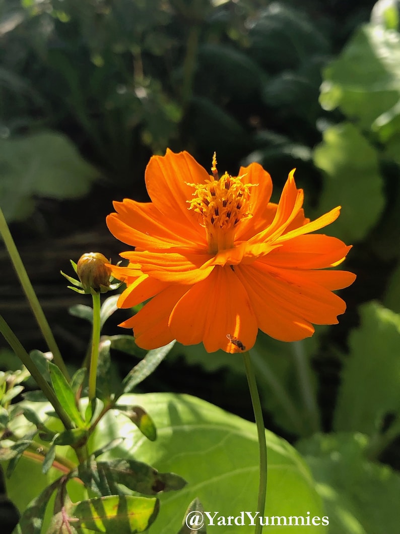 Side profile view of an orange bright lights cosmos flower in bloom and flower bud with greenery in the background.