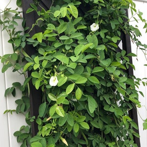 A white butterfly pea vine plant growing up a brown lattice trellis against a white fence. The plant has white flowers and lots of green leaves.