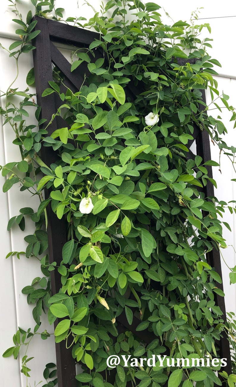 A white butterfly pea vine plant growing up a brown lattice trellis against a white fence. The plant has white flowers and lots of green leaves.