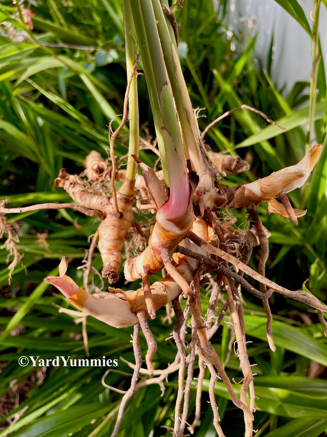 3 Fresh Lesser Galangal Rhizomes Live Roots Alpinia Officinarum ...