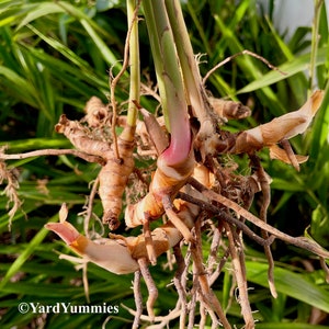 May include: Close-up of the roots of a ginger plant. The roots are brown and have a rough texture. The plant is growing in a garden.