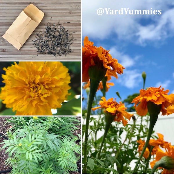 African Marigold Flower Mix .5grams/approx. 125 Seeds Flowers Yellow & Orange Colors