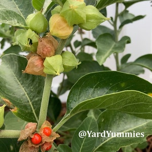 K&ouml;nnte beinhalten: Nahaufnahme einer Pflanze mit gr&uuml;nen und hellbraunen Samenkapseln und leuchtend roten Beeren. Die Pflanze hat gro&szlig;e, gr&uuml;ne Bl&auml;tter und einen hellgr&uuml;nen Stiel. Der Text "@YardYummies" ist unten rechts sichtbar.