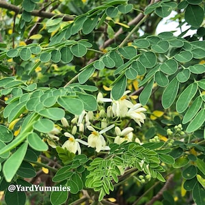 Green moringa leaves on tree with white flowers in bloom. The tree is growing in a garden setting and this shows a close up of a branch showing a couple stems of leaves which are bright green, small and oval shaped with several leaves on a stem.