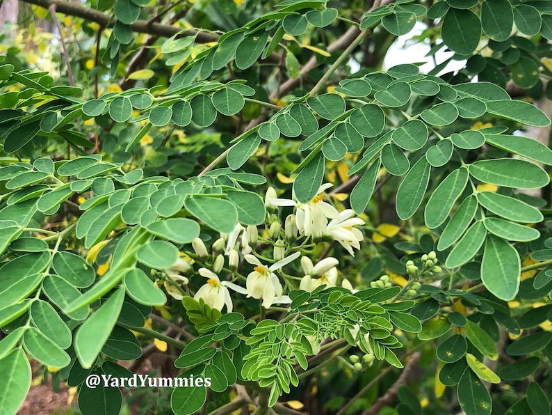 Green moringa leaves on tree with white flowers in bloom. The tree is growing in a garden setting and this shows a close up of a branch showing a couple stems of leaves which are bright green, small and oval shaped with several leaves on a stem.