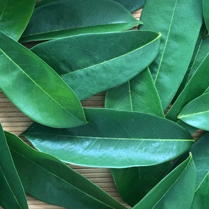 May include: A collection of smooth, dark green, oval-shaped leaves with visible veins layered together. The leaves have pointed tips and a glossy texture. The text @YardYummies is printed in white in the bottom right corner of the image.