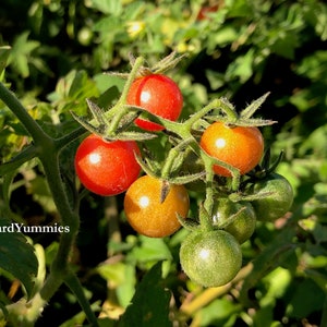 A close-up of a Florida Everglades tomato plant with couplel small red tomatoes growing on it. The tomatoes are clustered together on the vine, which is green and has small hairs. The tomatoes are in varying stages of ripening. Two are bright red, two are orange, and two are green.