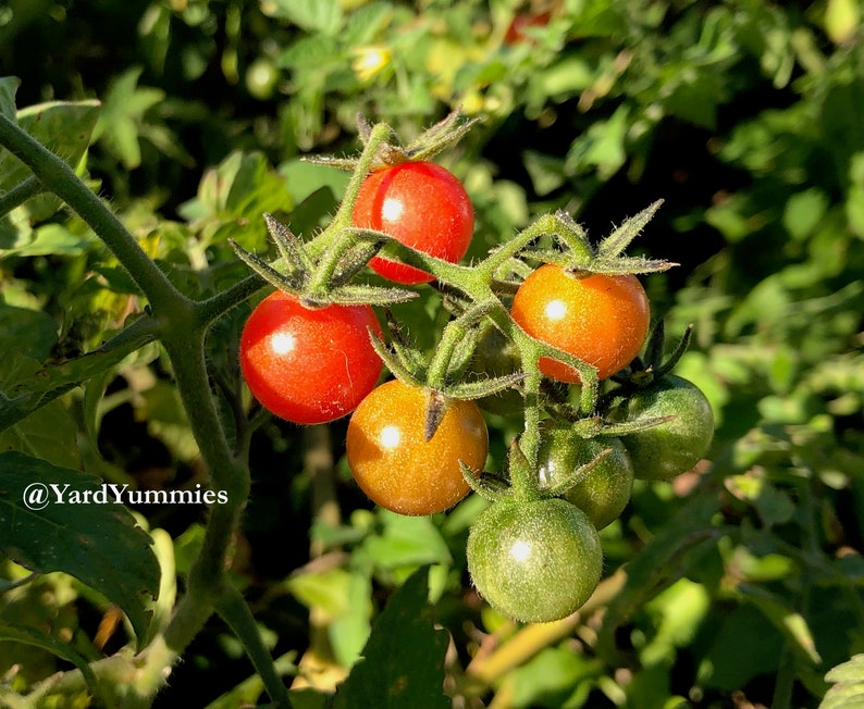 A close-up of a Florida Everglades tomato plant with couplel small red tomatoes growing on it. The tomatoes are clustered together on the vine, which is green and has small hairs. The tomatoes are in varying stages of ripening. Two are bright red, two are orange, and two are green.