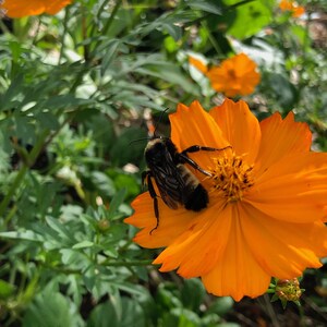 A large bumble bee on a bright lights orange cosmos flower pollinating.