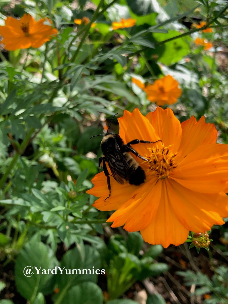 A large bumble bee on a bright lights orange cosmos flower pollinating.