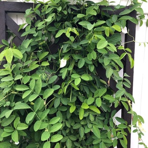 A white butterfly pea vine plant growing up a brown lattice trellis against a white fence. The plant has white flowers and lots of green leaves.