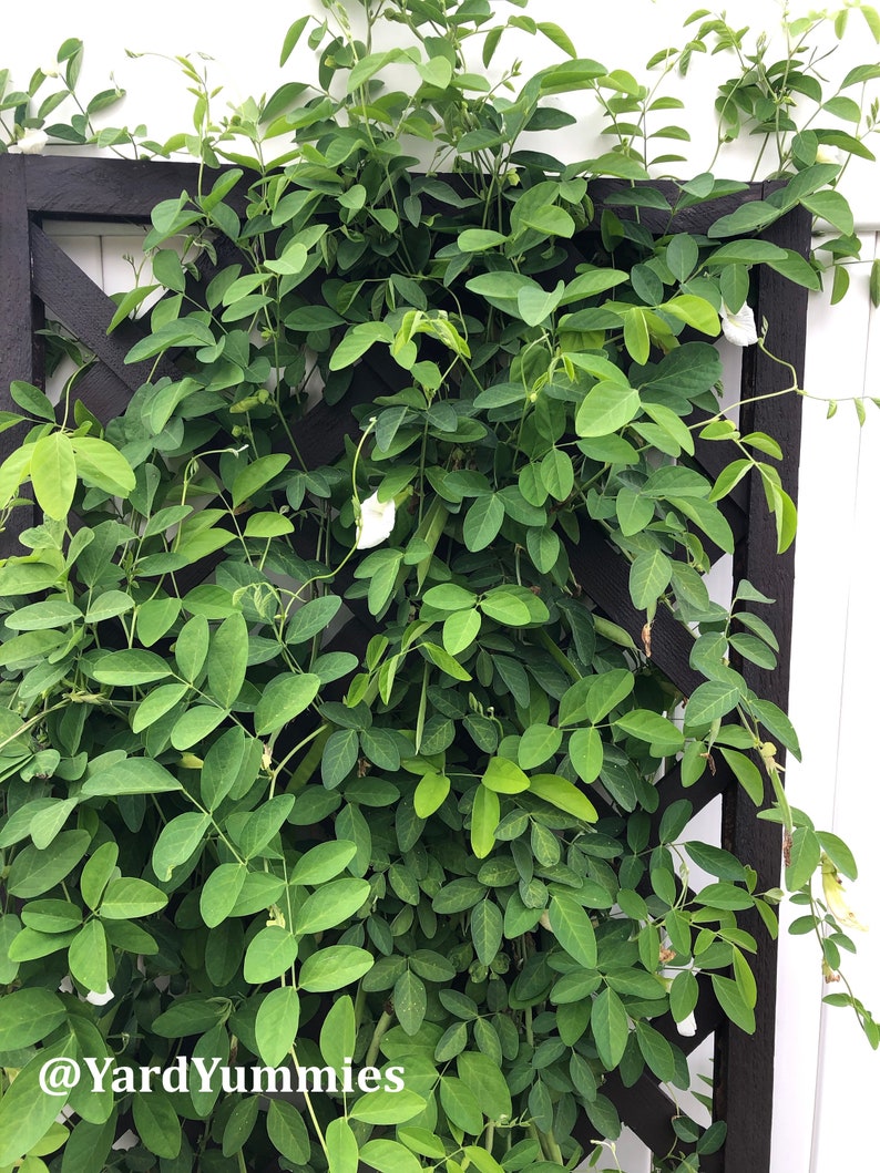 A white butterfly pea vine plant growing up a brown lattice trellis against a white fence. The plant has white flowers and lots of green leaves.