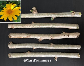 Mexican Sunflower Cuttings - Unrooted Cuttings- Yellow Flower- Permaculture Chop & Drop