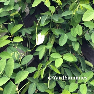 A white butterfly pea vine plant growing outside. A close-up of the green vine leaves growing up a wooden trellis. The vine has many leaves and a single white flower.