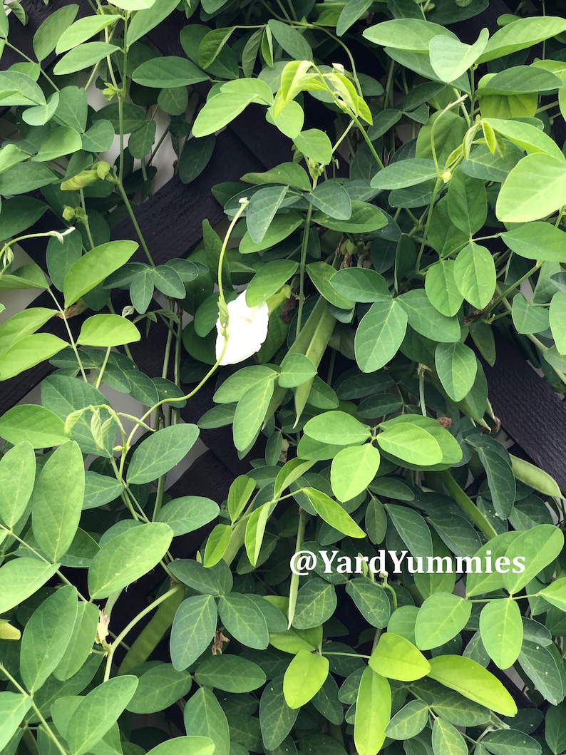A white butterfly pea vine plant growing outside. A close-up of the green vine leaves growing up a wooden trellis. The vine has many leaves and a single white flower.
