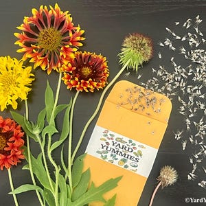 Lorenziana Gaillardia Blanket Flower Double Sunset - 100 SEEDS- Heirloom Flower Seeds Native Wildflower Indian Blanketflower Seeds