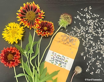 100 Seeds Double Sunset Indian Blanket Flower: Heirloom Gaillardia Lorenziana- Native Wildflowers
