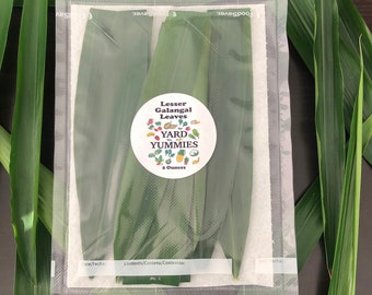 Fresh Lesser Galangal Leaves (2oz/25 Leaves): Culinary Herb or Tea- Florida Grown