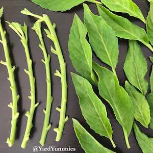 Longevity Spinach- Unrooted Cuttings-  Longevity Greens - Perennial Vegetable