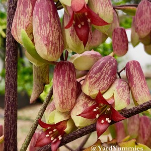 A close-up of the cathedral bell shaped red and pink flower blooms of the Jamaican leaf of life  succulent plant. The flowers are blooming and have a red star-shaped center. The plant has a brown stem and green leaves.