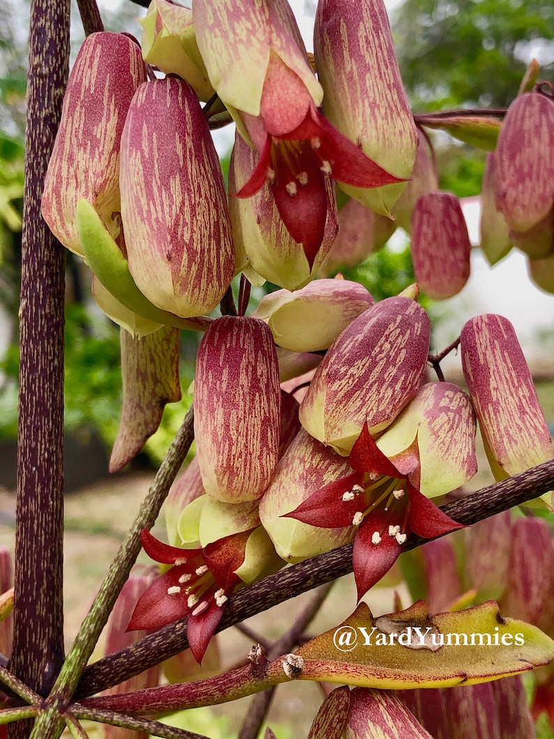 A close-up of the cathedral bell shaped red and pink flower blooms of the Jamaican leaf of life  succulent plant. The flowers are blooming and have a red star-shaped center. The plant has a brown stem and green leaves.