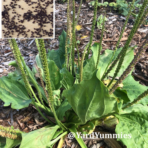 Broadleaf Plantain 200 SEEDS - Plantago Major – Common Plantain- Perennial Leaf Vegetable