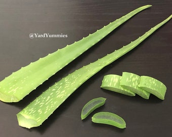 2 Fresh Aloe Vera Leaves: Topical Variety for Skincare, Hair Care, & Sunburn Relief