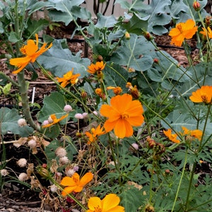 A cluster of bright lights orange cosmos flowers in bloom in a vegetable patch. There are several orange cosmos flowers in full bloom.