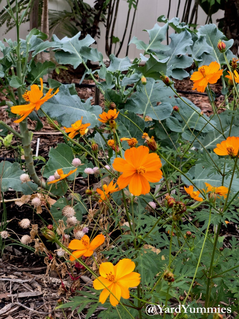A cluster of bright lights orange cosmos flowers in bloom in a vegetable patch. There are several orange cosmos flowers in full bloom.