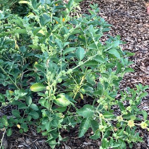 K&ouml;nnte beinhalten: Nahaufnahme einer gr&uuml;nen Pflanze mit vielen St&auml;ngeln und Bl&auml;ttern. Kleine, runde, gr&uuml;ne Fr&uuml;chte sind zu sehen. Die Pflanze steht in einem Gartenbeet mit Holzschnitzeln. Der Text "@YardYummies" ist unten.