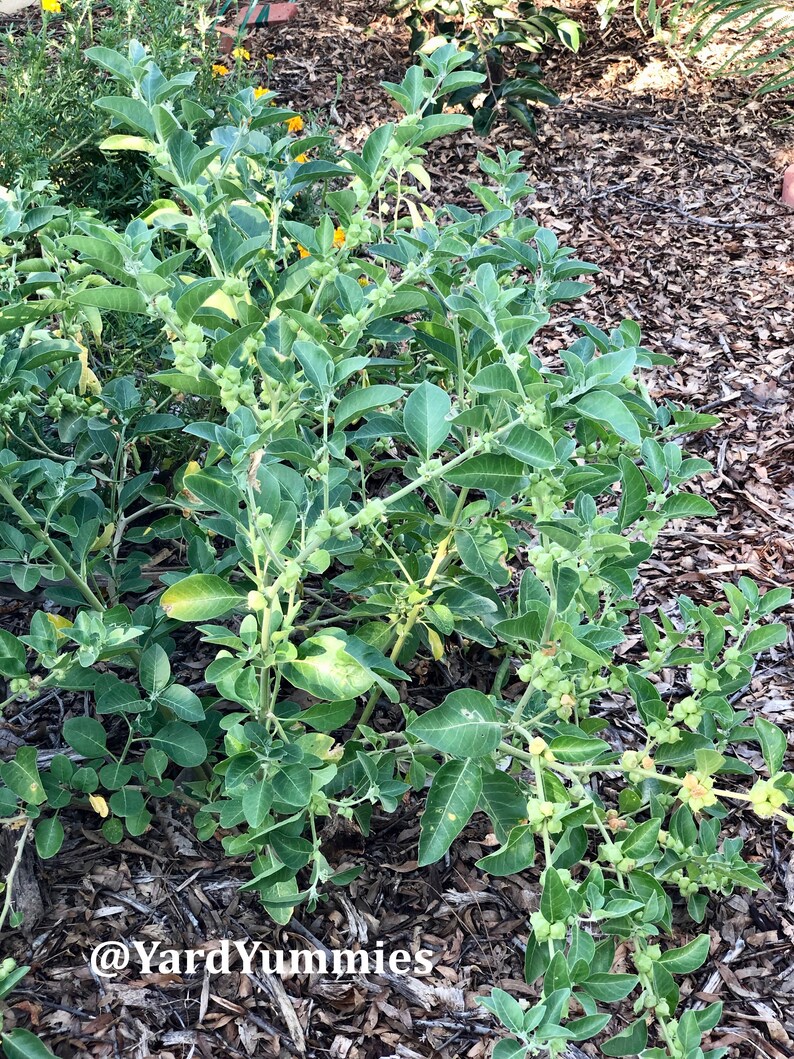 K&ouml;nnte beinhalten: Nahaufnahme einer gr&uuml;nen Pflanze mit vielen St&auml;ngeln und Bl&auml;ttern. Kleine, runde, gr&uuml;ne Fr&uuml;chte sind zu sehen. Die Pflanze steht in einem Gartenbeet mit Holzschnitzeln. Der Text "@YardYummies" ist unten.