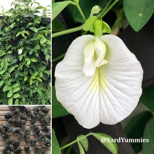 A white butterfly pea flower with a yellow center and green stem. The flower is surrounded by green leaves. The flower is a close-up and the background is blurred. On the top left there is an image on the leaves and vine and on the bottom left there's a close up image of the white butterfly pea seeds.