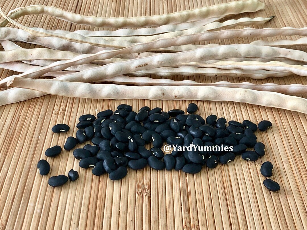 25 Heirloom Puerto Rican Black Bean SEEDS Pole Bean Seed Black Beans