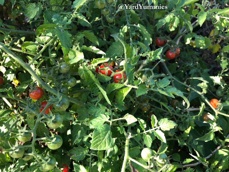 A Florida Everglades tomato plant with several small red tomatoes growing on it. The tomatoes are clustered together on the vine, which is green and has small hairs. The tomatoes are in varying stages of ripening. Some are bright red, some are orange, and some are green.
