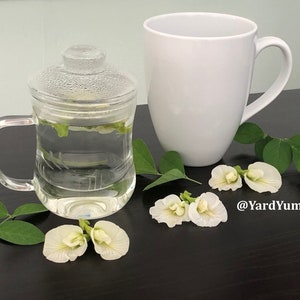 A cup of white butterfly pea flower tea. A clear glass teacup with a lid filled with water and white butterfly pea flowers. The teacup is on a dark brown surface with green leaves and white flowers. A white ceramic mug is in the background. Some leaves and white butterfly pea flowers are scattered on the table.