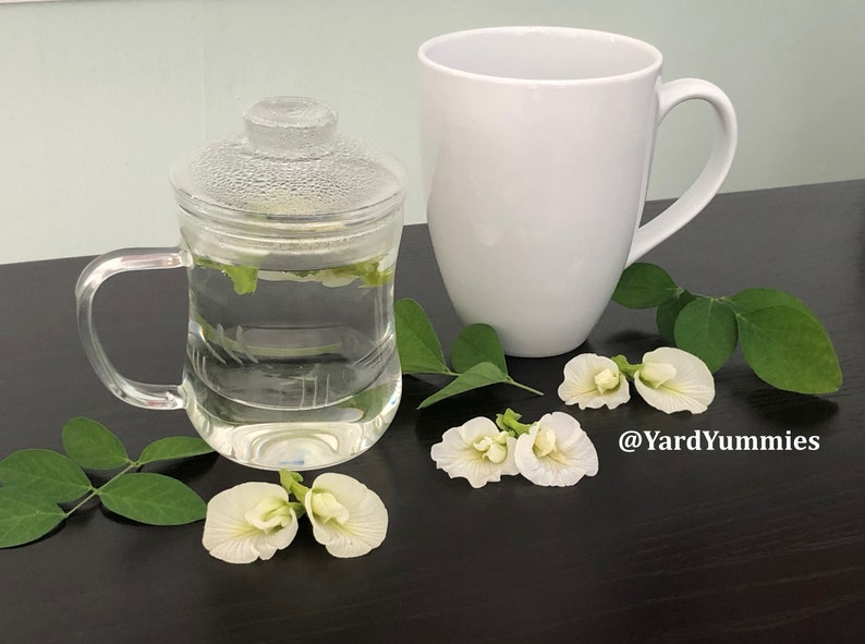 A cup of white butterfly pea flower tea. A clear glass teacup with a lid filled with water and white butterfly pea flowers. The teacup is on a dark brown surface with green leaves and white flowers. A white ceramic mug is in the background. Some leaves and white butterfly pea flowers are scattered on the table.