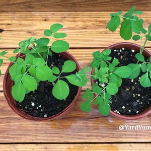 Moringa tree seedlings in pots grown from seed. The moringa seedlings have several bright green oval shaped leaves. There are in two terra cotta pots with brown soil sitting on a wood surface. The photo angle is taken from above so you are looking down on them.