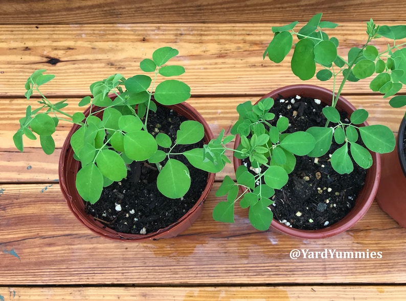 Moringa tree seedlings in pots grown from seed. The moringa seedlings have several bright green oval shaped leaves. There are in two terra cotta pots with brown soil sitting on a wood surface. The photo angle is taken from above so you are looking down on them.