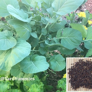 Ethiopian Kale SEEDS - Brassica Carinata- African Kale/ Ethiopian Mustard/ Abyssinian Mustard