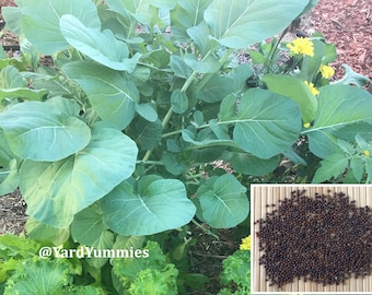200 Ethiopian Kale Seeds: Brassica Carinata- African or Abyssinian Mustard Naturally Grown in Florida
